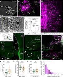 Chaque jour sans toi est un enfer chaque jour prés de toi est un paradis. Neurogenesis Of Medium Spiny Neurons In The Nucleus Accumbens Continues Into Adulthood And Is Enhanced By Pathological Pain Molecular Psychiatry