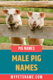 Male Pig Names Male Pig Pig Male Pet Names