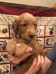 Use the search tool below and browse adoptable goldendoodles! Pin On Puppies For Sale