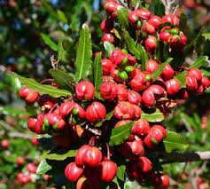 Image result for Ochna richardsiae