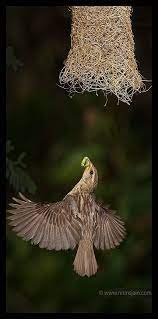 flying with feed baya weaver bird flying into it s nest with kill in it s beak to feed it s chiks by nitin jain beautiful birds animals happy animals
