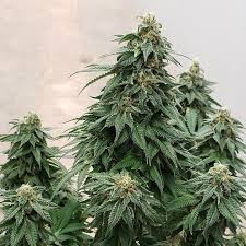 The oklahoma able commission has uploaded its interim license application to its website, www.able.ok.gov. Can You Grow Marijuana At Home In Oklahoma