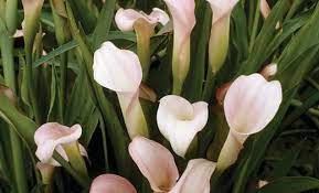 Zantedeschia Aethiopica Pink Mist Calla Lily