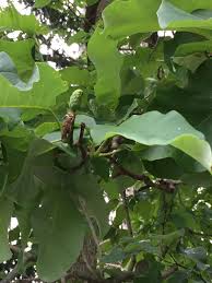 Ever since i turned balloons into fruit a few years ago i've been loving the idea of turning everything into fruit. Pin On Trees Of Western Pa