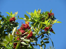 Image result for Triraphis schinzii