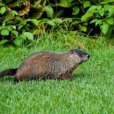 How do you get rid of groundhogs in your garden. The Best Ways To Rid Your Yard Of Groundhogs