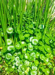 Image result for Centella glabrata