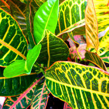Croton (codiaeum variegatum) is a popular houseplant with many varieties and devotees. Growing Crotons Indoors And In The Garden Dengarden