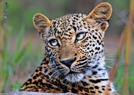 the worlds 7 big cats and where to see them in the wild