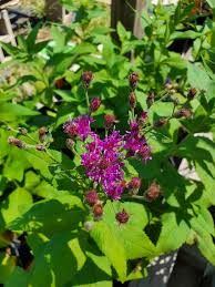 Image result for Vernonia guineensis
