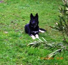 Fiete husky schäferhund mix updated their profile picture. Akita Deutscher Schaferhund Husky Mischling Mix
