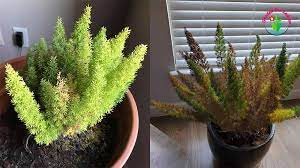 Why Is My Foxtail Fern Turning Yellow And How To Fix Garden For Indoor