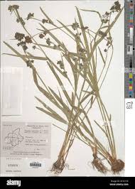 Image result for Fuirena ciliaris