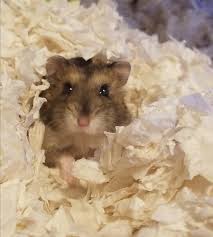 This Is Pip She Just Came Home With Me Today Https Ift Tt 2qba7aq Cute Hamsters Hamster Cute Animals