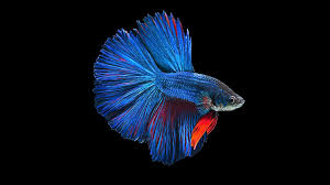 Betta Fish 209