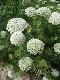 Ammi Visnaga Is A Species Of Flowering Plant In The Carrot Family Known By Many Common Names Including Bisnaga Toothpickwee Moon Garden White Gardens Plants