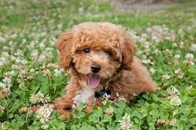 It is admired for its cute appearance and independent disposition. 18 Incredible Teddy Bear Dog Breeds For Families All Things Dogs All Things Dogs