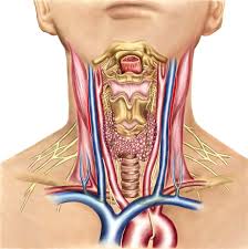 Throat anatomy understanding the basics of it with diagrams. Superior Thyroid Artery Anatomy Function And Significance