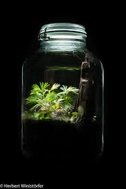 Image result for Actiniopteris radiata