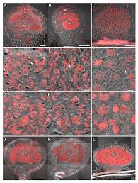 Image result for Cycnium tubulosum