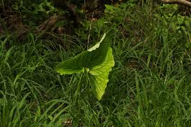 Image result for Stylochaeton puberulus