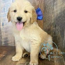 Why buy a golden retriever puppy for sale if you can adopt and save a life? Golden Retriever Puppies For Sale 200 Online Shopping Mall Find The Best Prices And Places To Buy