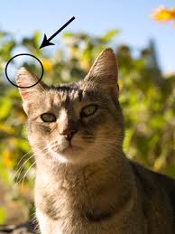 Spaying a cat before her first heat cycle (as early as six months old) can reduce her odds of contracting breast cancer to 1 in 20,000. Millions Of Cats Stoppests Ipm In Multifamily Housing Blog