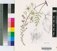 Image result for Cassia burttii