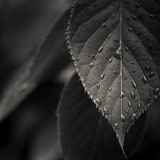 Black And White Lightroom Tutorial Lightroom Tutorials Black White Photography Black And White Portraits Black And White Leaves Black And White Pictures