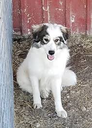 Find local australian shepherd dog puppies for sale and dogs for adoption near you. Australian Shepherd Great Pyrenees Mix Puppy Petfinder