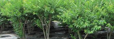 519 wholesale nursery jobs available on indeed.com. David S Nursery Llc Home Page
