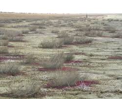 Image result for Zygophyllum leucocladum