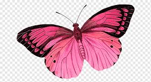 Monarch butterfly aesthetic blue butterfly wallpaper. Butterfly Graphy Editing Butterfly Brush Footed Butterfly Insects Desktop Wallpaper Png Pngwing