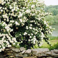 Taller plants, such as some of the larger varieties of magnolia, can provide shade for patio and deck areas. 21 Of The Prettiest Flowering Shrubs For Hedges Garden Shrubs Flowering Shrubs White Gardens