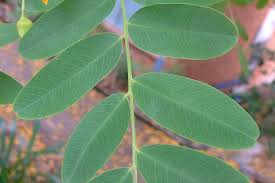 Image result for Tipuana