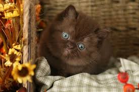Exotic shorthair cats and kittens for sale at ziakatz. Fudgie Currently Available Solid Chocolate Exotic Short Hair Persian Kitten Teddy Bear Persianpersian Himalayan Kittens For Sale In A Rainbow Of Colors In Business For 32 Years