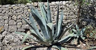 Americana agave agavaceae propagation plant care guide pot plants repotting move larger spring into. Century Plant Care Growing The Agave Americana