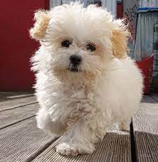 Or check out the complete list of all maltese rescues in the usa! Maltipoo Your Guide To The Adorable Maltese Poodle Mix