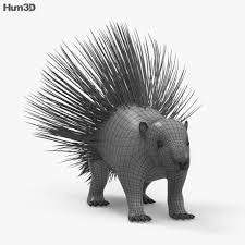 Porcupine Hd Porcupine 3d Model Cinema 4d