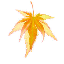 Ahorn Blatt By Nina Schwarze As Poster Canvas Acryl Or Aluminium Poster Aluminium Und Nahaufnahmen