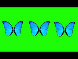 Butterfly Wings Green Screen Animation Greenscreen Butterfly Wings Free Green Screen