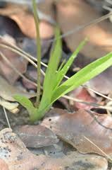 Image result for Eulophia seleensis