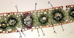 Learn about cross section of a leaf with free interactive flashcards. Zea Mays Leaf Monocot