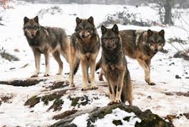 Rezultate imazhesh për VRASJA E UJKUT