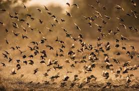 Colorado springs, co and the greater metropolitan nuisance wildlife control including trapping and safe relocation of the following animals: Bird Removal And Control Services In Westchester New York Chaos Wildlife Of Westchester