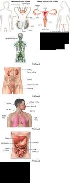 Epidermis terdiri atas jutaan sel kulit yang diikat oleh lipid. Nota Ringkas Penuh Pjm 3106 Pdf Document