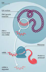 Clancy erklärte weiter auf twitter, dass möglicherweise eine entzündungsreaktion im körper. What Is An Mrna And What Is Its Function Covid 19 Vaccination Explained
