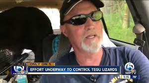 Tegu: Lizard species is out of control in parts of South Florida