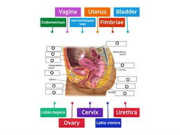 Groups of different tissues make up organs; Labelled Diagram Female Reproductive System Teaching Resources