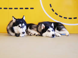 Visit Puppy Cuddles Dog Petting Centre In Khar I Lbb Mumbai Puppy cuddles dog cafe, mumbai, maharashtra.